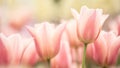 Closeup shot of delicate pink tulips during the spring season on the blurred background Royalty Free Stock Photo