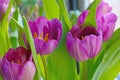 Closeup shot of delicate purple garden tulips (Tulipa gesneriana) with green leaves