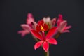 Closeup shot of a delicate red epidendrum ibaguense flower with a black background