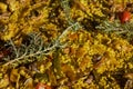 Closeup shot of delicious Valencian paella