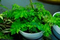 Closeup shot of a delta maidenhair fern in a pot