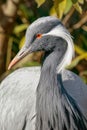 Closeup shot of demoiselle crane (Grus virgo) Royalty Free Stock Photo