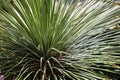 Closeup shot of a desert Mexican plant with spiked long leaves