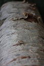 Closeup shot of the details of bark
