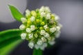 Closeup shot of details on blooming field penny-cress flowers