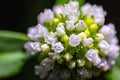 Closeup shot of details on blooming field penny-cress flowers