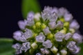 Closeup shot of details on blooming field penny-cress flowers