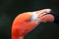 Closeup shot of details on a bright pink orange flamingo face Royalty Free Stock Photo