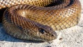 Closeup shot of details on a brown mole snake on gravel