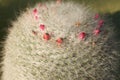 Closeup shot of details on a fuzzy fluffy cactus with pink flower buds