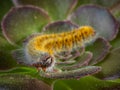 Closeup shot of the details of a fuzzy yellow caterpillar