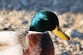 Closeup shot of details on a green mallard duck face