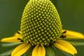 Closeup shot of details on a green yellow surface of a coneflower Royalty Free Stock Photo