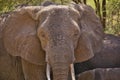 Closeup shot of details on a muddy brown elephant face Royalty Free Stock Photo