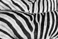 Closeup shot of details on striped zebra fur Royalty Free Stock Photo