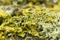 Closeup shot of details on yellow green maritime sunburst lichen