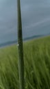 Closeup shot of the dew drops over a green rice leaf in a rice field with blur background Royalty Free Stock Photo