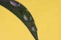 Closeup shot of dew on a green leaf with a yellow blurry background Royalty Free Stock Photo