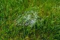 Closeup shot of dew on a spider web in a park Royalty Free Stock Photo