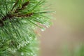 Closeup shot of dewdrops on a pine needle leaves Royalty Free Stock Photo