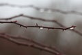 Closeup shot of dewdrops on a rose branch after rain