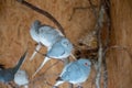 Closeup shot of diamond doves on a branch Royalty Free Stock Photo