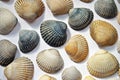 Closeup shot of different seashells on the sand Royalty Free Stock Photo