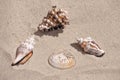 Closeup shot of different seashells on the sand Royalty Free Stock Photo