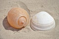 Closeup shot of different seashells on the sand Royalty Free Stock Photo