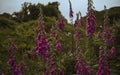 Closeup shot of Digitalis flowers in the meadow