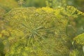 Closeup shot of the dill aromatic plant growing in the field under the sunlight