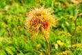 Closeup shot of a diplolepis rosae in a field