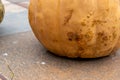 Closeup shot of a dirty rotting pumpkin on the floor Royalty Free Stock Photo