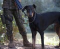 Closeup shot of a Doberman standing on the ground with a soldier under the sunlight at daytime