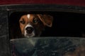 Closeup shot of a dog looking out of a dirty car window Royalty Free Stock Photo