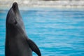 Closeup shot of a dolphin on a blurred swimming pool background Royalty Free Stock Photo