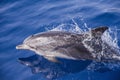 Closeup shot of a dolphin coming out of the water Royalty Free Stock Photo