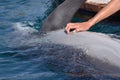 Closeup shot of a dolphin swimming in the blue waters of the marine park Royalty Free Stock Photo