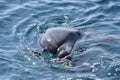 Closeup shot of a dolphin swimming in the blue waters of the marine park Royalty Free Stock Photo