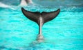 Closeup shot of a dolphin swimming in the water Royalty Free Stock Photo