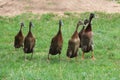 Closeup shot of domestic ducks in a field