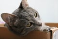 Closeup shot of a domestic gray cat laying in a cardboard box.