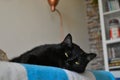 Closeup shot of a domestic green-eyed black cat