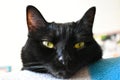 Closeup shot of a domestic green-eyed black cat