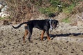 Closeup shot of a domestic Rottweiler walkingon a beach