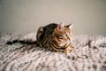 Closeup shot of a domesticated Bengal cat on the bed with a blurred background Royalty Free Stock Photo