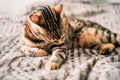 Closeup shot of a domesticated Bengal cat playing and lying on the bed Royalty Free Stock Photo