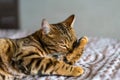 Closeup shot of a domesticated Bengal cat playing and lying on the bed Royalty Free Stock Photo