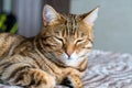 Closeup shot of a domesticated Bengal cat playing and lying on the bed Royalty Free Stock Photo