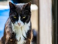 Closeup shot of domesticated cat on a blurred background Royalty Free Stock Photo
